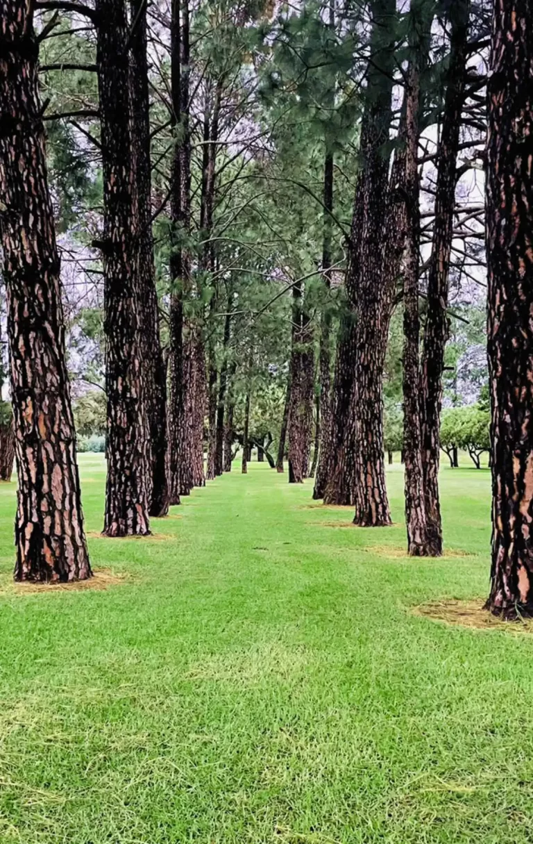 The 8th hole at Services Golf Club